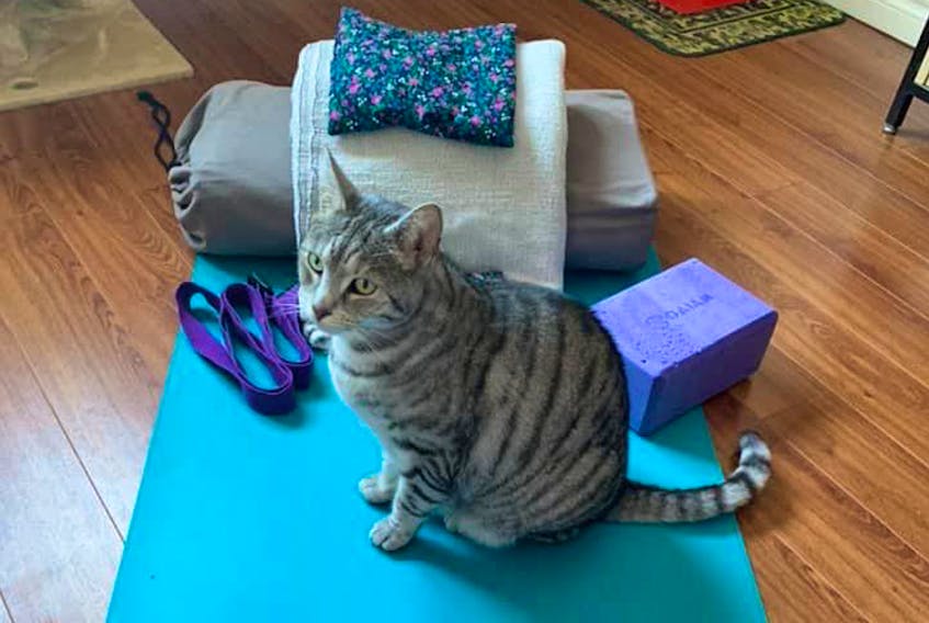 A participant in Corner Brook-based Namaste yoga studio’s trial online yoga class on Sunday night had everything set up to take part in the class. And it looked like their cat was also interested in joining in. - Contributed