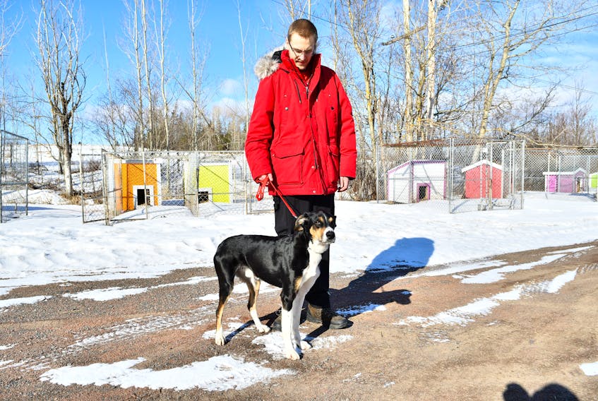 Going for short winter walks is always fun, and Thunder enjoyed getting outside with Geoff Drummond, manager at the L.A. Animal Shelter in Nappan. Thunder has lived at the shelter since September, longer than any other dog living there. DAVE MATHIESON – AMHERST NEWS


