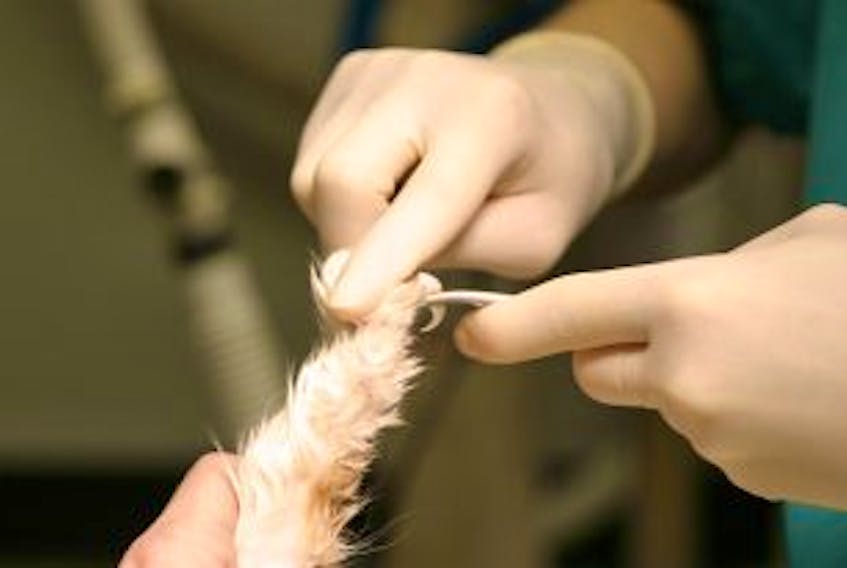 ['A cat has his front claws removed by a veterinarian. The Nova Scotia Veterinary Medical Association has made the decision to amend the Code of Ethics making it illegal to perform surgeries that are purely for cosmetic purposes, for example ear cropping and tail docking. Declawing in domestic cats is still legal in the province.']