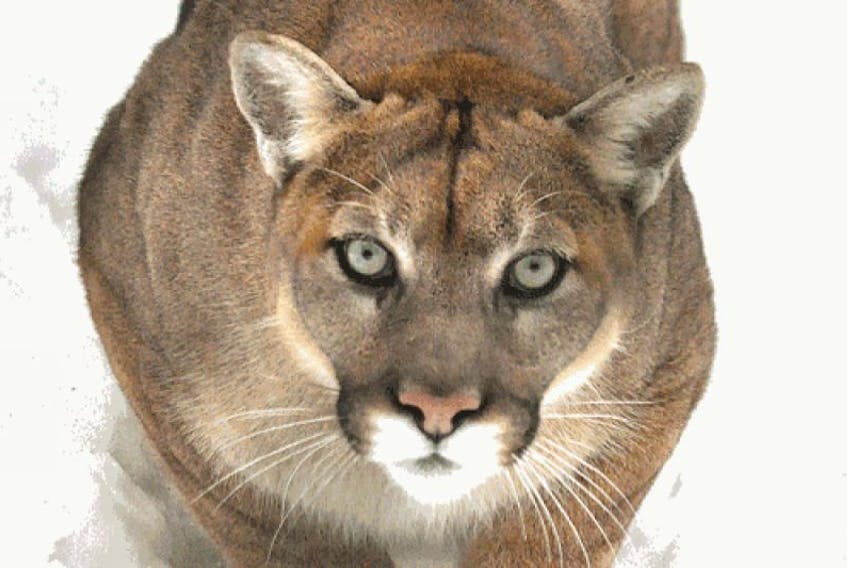 Two River John-area residents are convinced that an animal that crossed in front of them on the Upper River John Road last week was a cougar. Above is a photo taken of a cougar at the wildlife park near Shubenacadie.