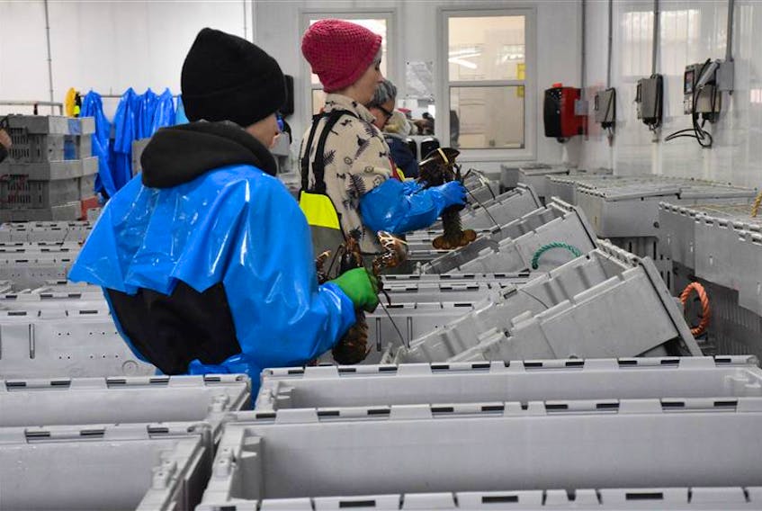 Workers at a lobster packing plant in Digby County, Nova Scotia.
