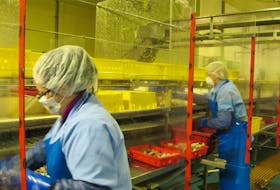 At the Ocean Choice International plant in Triton, NL, workers wear safety glasses, masks and gloves and are separated by plexiglass wall dividers to ensure safe working conditions for the 2020 season during a global pandemic. CONTRIBUTED PHOTO