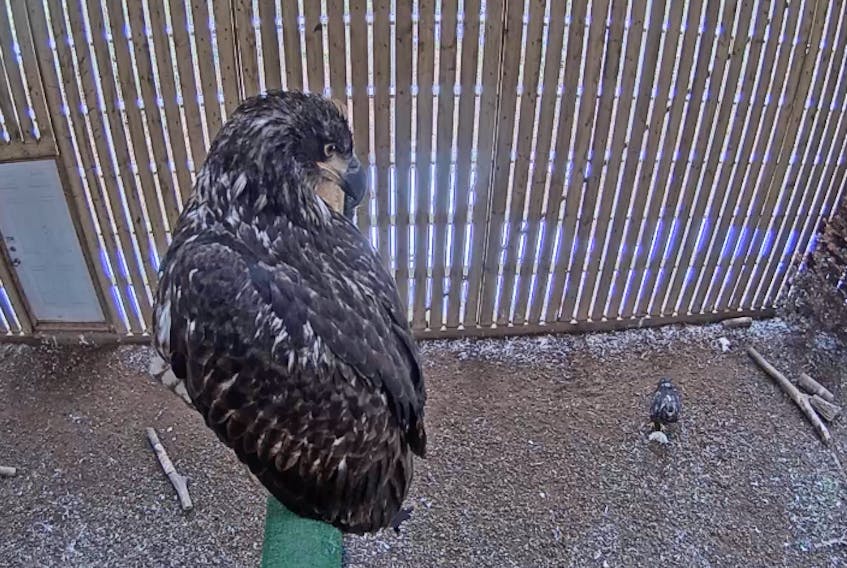 One of the young eagles at the Cobequid Wildlife Rehabilitation Centre looks down from a perch in the flyway. Live webcams allow people to watch the eagles online at any time. WEBCAM SCREEN CAPTURE