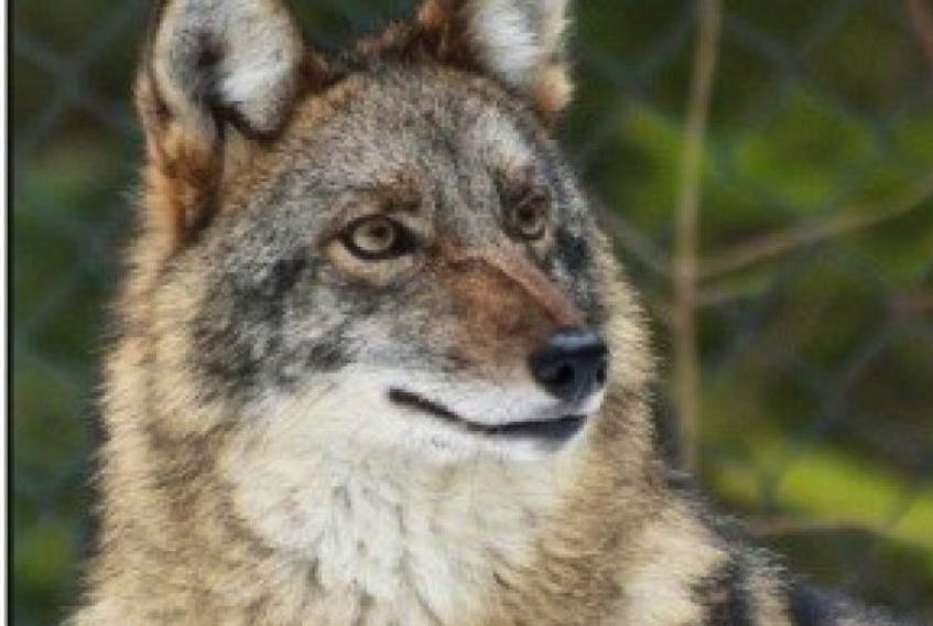 A Shelburne County woman says a coyote followed her son at the beach. 