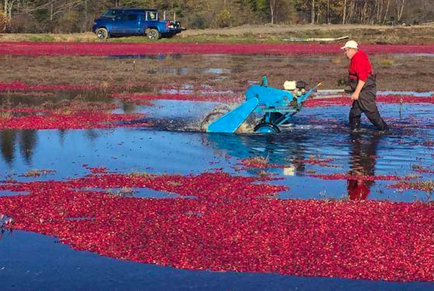 Jamie Ernst has the difficult task of lugging around a cranberry beater, removing the berries from stems underwater.