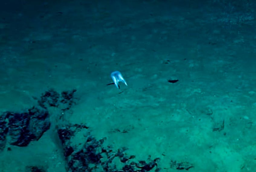 Meet Duobrachium sparksae – a strange, gelatinous species of ctenophore, encountered during a dive off the coast of Puerto Rico.