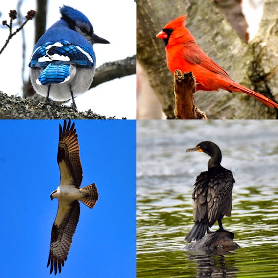 Pictured are just some of the bird species that can be found in Dartmouth. Clockwise from top left: a blue jay, a Northern cardinal, a cormorant and an osprey.