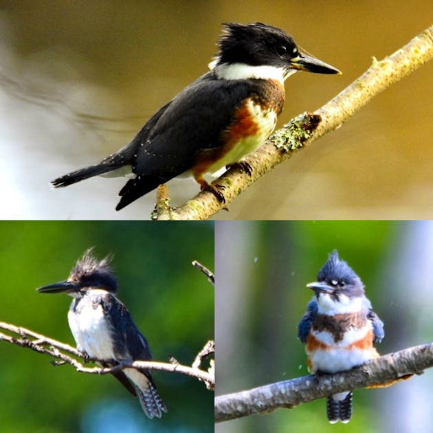 Keep your eyes open for the Belted Kingfisher