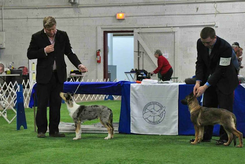 Dogs of all sizes will be in town for the Cobequid Dog Club show Oct. 11-13, and members of the public are welcome to stop by to see the animals and learn about the breeds.