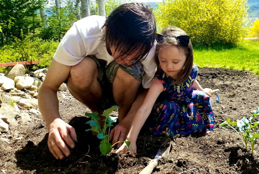 Scott Moore and his four-year-old daughter Oona carefully plant transplants into the garden at their Jersey Cove home on Saturday. The family of five moved to Jersey Cove in Victoria County a year ago and are hoping for a lush garden this year. CONTRIBUTED/JENNIFER MOORE 