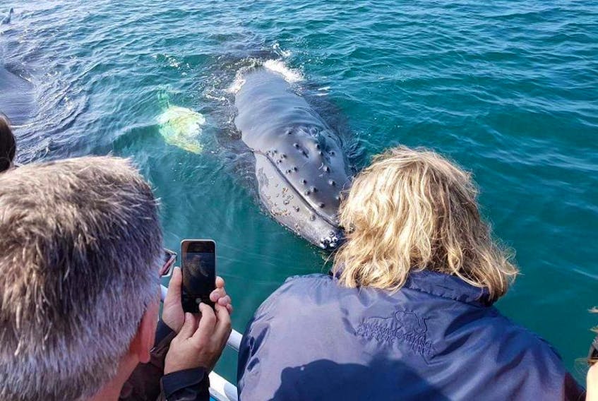 The calf of Kalimba has been putting on quite a show this summer for whale watching tour operators on Brier Island. 