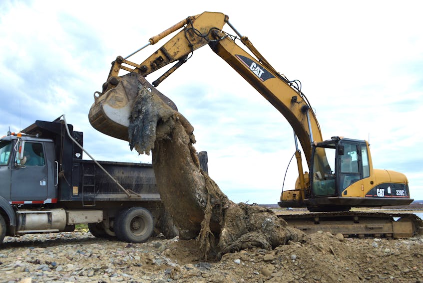 John McDonald, co-owner of Paul McDonald Trucking and Backhoe Ltd. in Birch Grove, uses an excavator to remove the decomposed remains of a beached whale for the Nova Scotia Department of Lands and Forestry. The whale has been on Dominion Beach since October 2019. McDonald said the mammal was severely decomposed and partially buried. The carcass was trucked to the company's landfill site in Birch Grove. Lisa Jarrett, a spokesperson with Lands and Forestry, said it was a baleen whale but too decomposed to determine the type. Sharon Montgomery-Dupe/Cape Breton Post