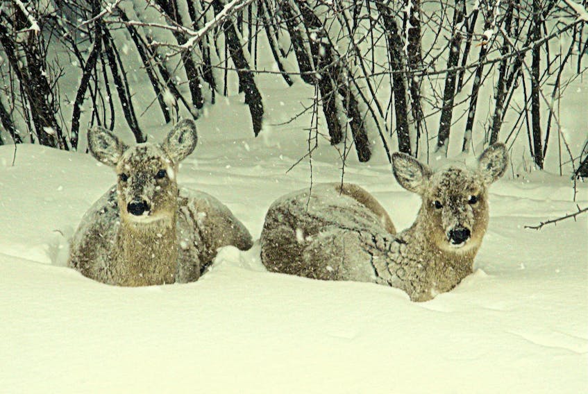 These two deer don't seem overly impressed with the recent snowfall on Darlings Island, N.B. (Bonnie Massey)