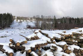 Spruce and fir logs at the side of the road in front of a clearcut field in the West Lake Ainslie area of Cape Breton on Jan. 25. JESSICA SMITH • CAPE BRETON POST