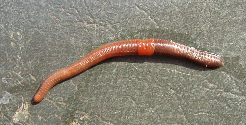 A type of earthworm that has a scientific name -- dendrobaena octaedra -- almost as long as its two- to four-centimetre body length. A native of Europe, it can now also be found in North America.