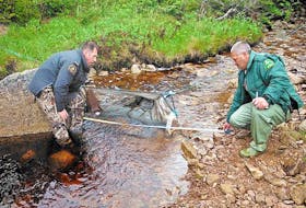 <p>Submitted photo</p>
<p>Department of Fisheries and Oceans fishery officer Paul Barter (left) and fishery guardian Trent Ricketts inspect an eel fyke net. An improperly placed fyke net can obstruct trout and Atlantic salmon trying to swim the stream.</p>