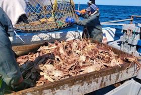 A fishing crew from Nova Scotia hauls in a pot of snow crab during the 2020 fishing season in the Southern Gulf fishing zone.
