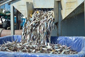 DFO's forecast for 2020 shows a high probability for caplin's biomass index to decrease. — SALTWIRE NETWORK FILE PHOTO