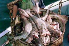 Fishing industry groups say Fisheries and Oceans (DFO) 'blindsided' them last Friday with suggestion of a moratorium on 3Ps cod.