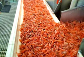 According to the latest science data from Fisheries and Oceans, northern shrimp stocks haven't changed much since the last assessment.