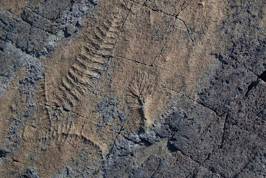 This file photo shows a community of Ediacaran frond fossils at Mistaken Point.