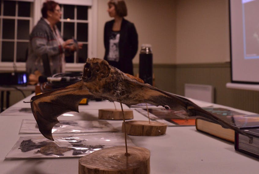 A hoary bat is preserved forever in flight while Dina Blot, chairwoman of the board of the South Shore Watershed Association, left, and chiropterologist Tessa McBurney chat in in Victoria March 6.  Alison Jenkins/Local Journalism Initiative Reporter