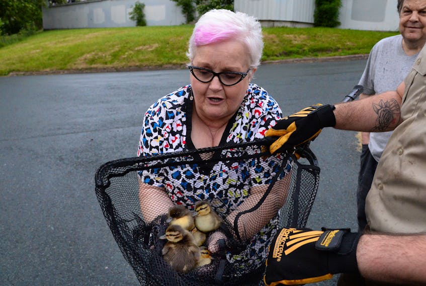 Six ducklings were rescued from a storm drain in St. John's Wednesday night. Keith Gosse/The Telegram