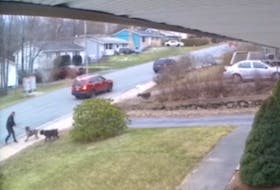 This photo taken from video shows dogs running to attack a man on Evans Avenue on Nov. 17, 2020, in Halifax. - Matt Englehart