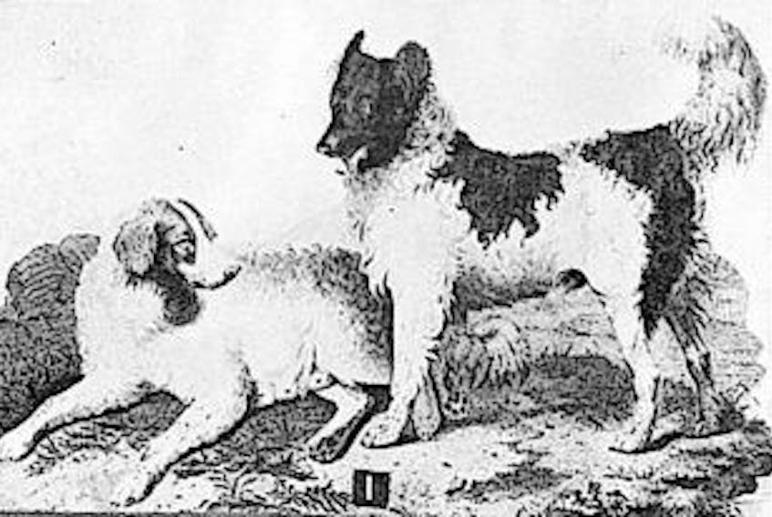 ['<p>“Newfoundland Dogs” depicted in a drawing from 1800 by Sydenham Teak Edwards. The artist was a resident of Wales who drew for Botanical Magazine. The illustration shows how much the accepted characteristics have changed as to how our indigenous dog should look.</p>']