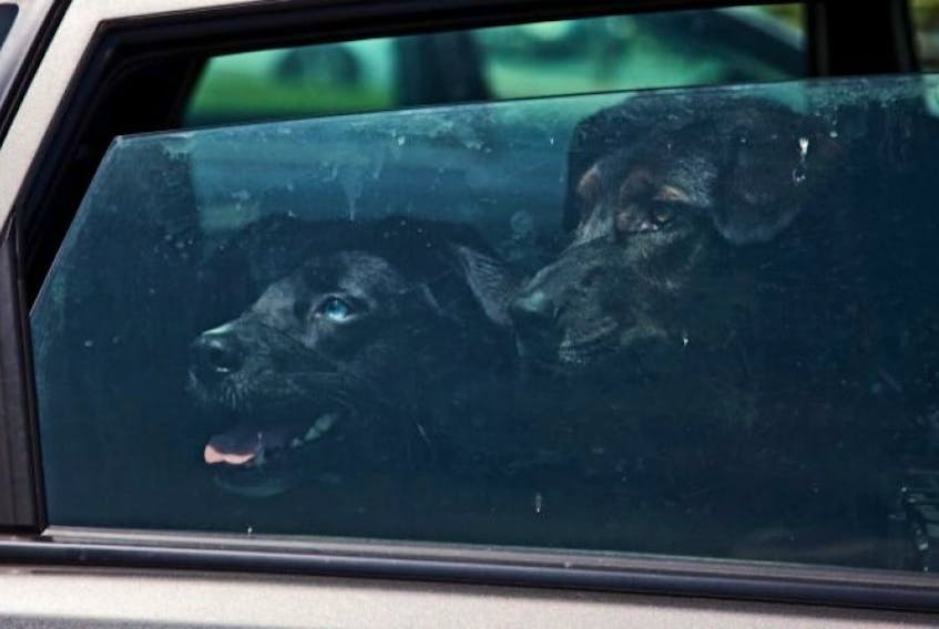 Two dogs look out the window of a vehicle parked with only its window slightly down. The picture is a photo illustration, and both dogs were out of the vehicle within a minute. &nbsp; &nbsp; &nbsp; &nbsp; &nbsp; &nbsp; &nbsp; &nbsp;&nbsp;