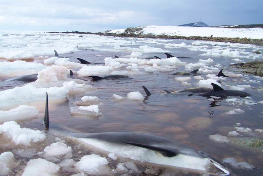 Bert Osmond took these photos of dolphins trapped in ice north of Cape Ray, in western Newfoundland.&nbsp;
