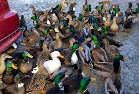 Dianne Leece says ducks in the neighbourhood have become very domesticated. 
CONTRIBUTED
