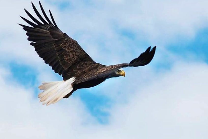The province is seeking the public's assistance in tracking down the person who shot a bald eagle in P.E.I. last month. Guardian photo
