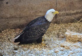 Andrew Johnson of Port Williams used his snowmobile to bring this bald eagle back to his family’s farm after spotting it in the wild, and noticing it was unable to fly.