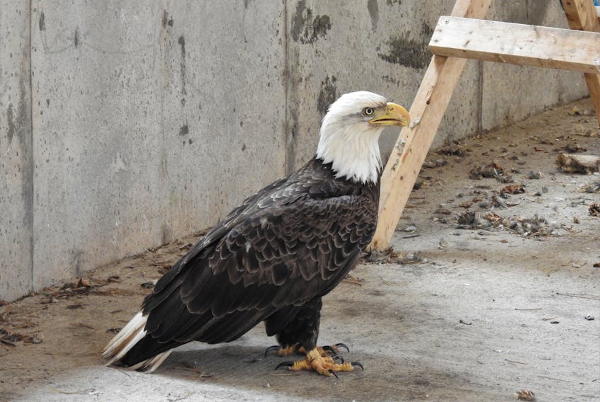 The eagle, a four-year-old female, was revived by staff at the AVC. Within 24 hours, the eagle was well enough to move to the flight cage at the college until being released back into the wild.