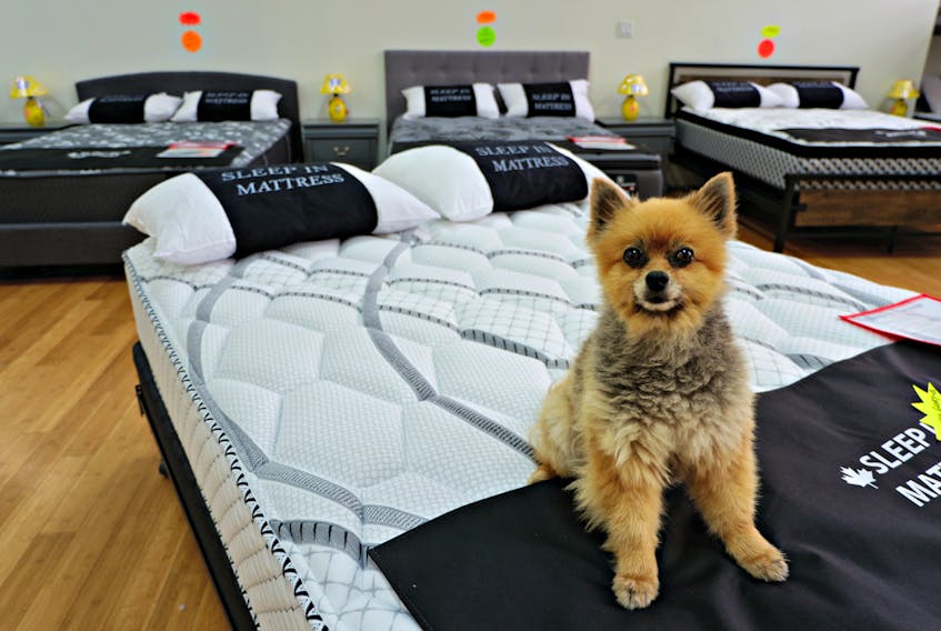 East Coast Pawn Stars is now selling brand-new Canadian-made mattresses. Owner Phil McLellan’s dog, Chumlee (named after Chumlee on the Pawn Stars TV show), approves! - Photo Courtesy Heather Laura Clarke