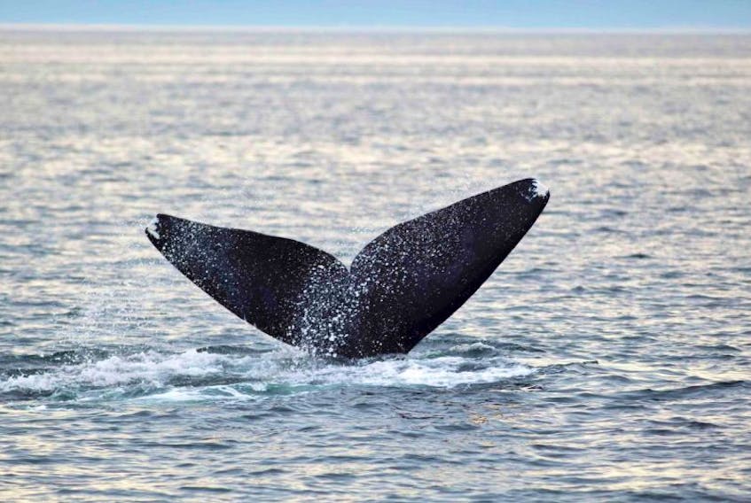 North Atlantic right whale off Grand Manan Island, Bay of Fundy, New Brunswick, Canada.<br />238353 - © Barrett&amp;MacKay / WWF-Canada