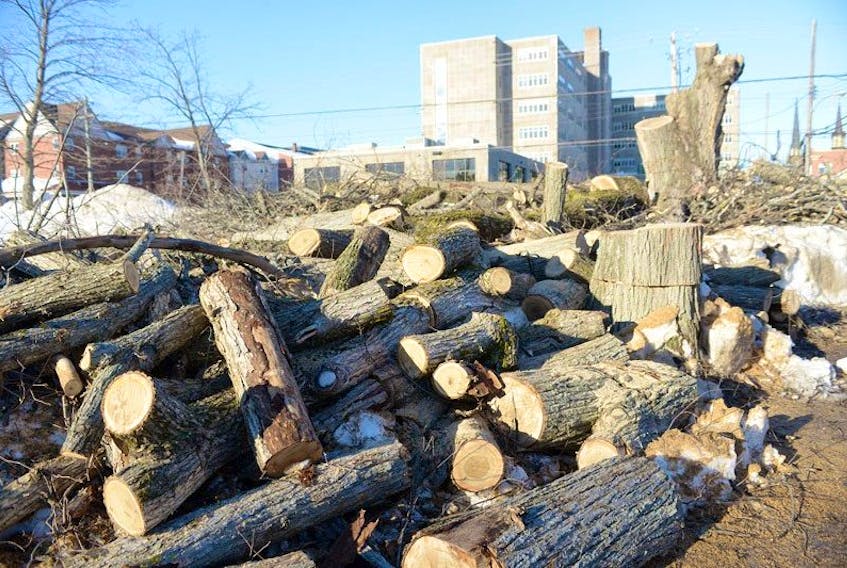 Charlottetown's streetscape is starting to look a lot different now that more than half of it's 300-plus diseased elm trees have been cut down.