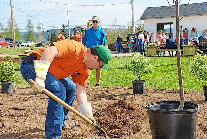 Newfoundland Power employee Dave Manning digs a hole where a tree is to be planted at the Meadows sports complex Thursday. It was part of Newfoundland Power’s Envirofest celebrations.<br />Geraldine Brophy/The Western Star