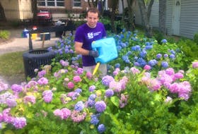 Everything is coming up hydrangea for Sydney River resident Ken Carmichael who is one of two summer students hired by the Sydney Downtown Development Association to help keep the downtown core spiffy and neat. CAPE BRETON POST PHOTO
 
