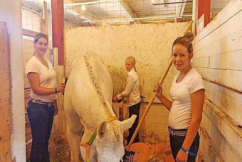 Kate MacDonald, Adelynn Fisher and Faith Atkinson clean Dee and her stable. Dee, from O.A.K. Stables, is owned by Kelsey Siddall and ridden by Kate.