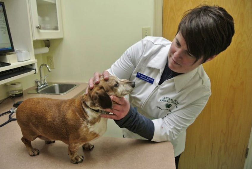 Dr. Alana Mason, a veterinarian with Central Nova Vet Hospital in Bible Hill, N.S., checks out Peanut Butter Dawn, a seven-year-old dachshund. 