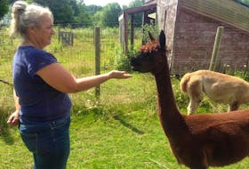 Cathou Larocque of Silvery Alpaca Farm feeds snacks to Sadie, one of her four alpacas, whose fibre she uses to make hats and other products. Larocque says she wanted to own a farm and spin animal fibres since she was a teenager growing up in Montreal.