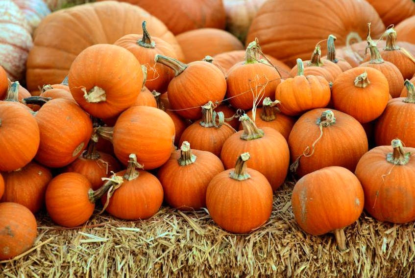 ’Tis the season for all things pumpkin.