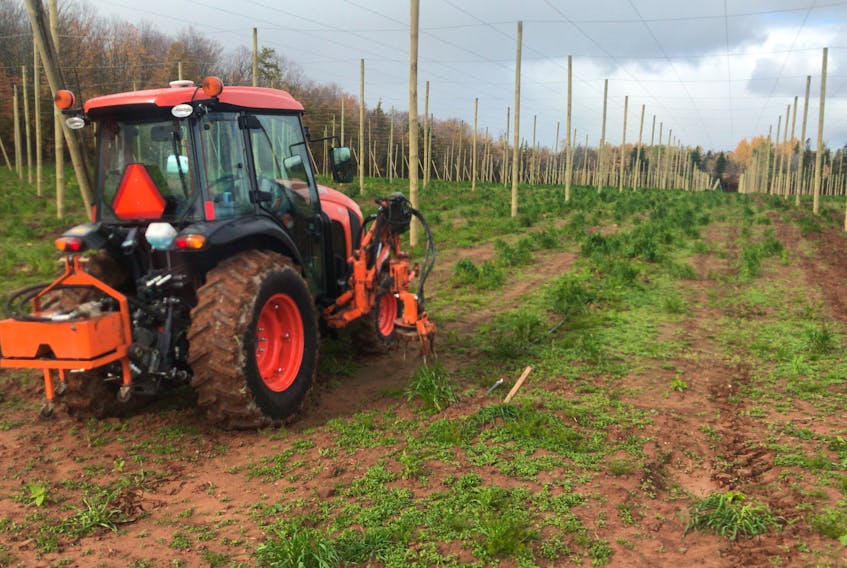 Josh Mayich planted 17,500 hop plants on his 22-acre hop farm in Mount Albion in August, and is looking to plant more on 30 acres next year. 