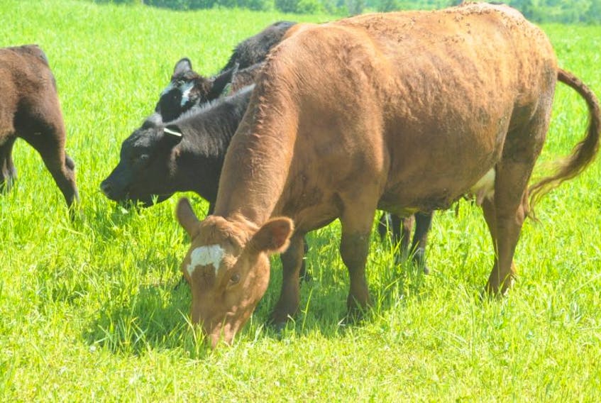 Cattle graze on a farm in this file photo.