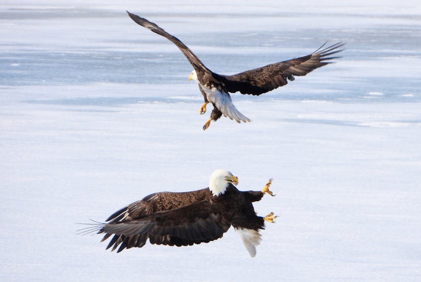 Two eagles were caught flying through the air in Point Edward by hobby photographer Jeannie Fraser, a local bird watcher from Ben Eoin, on Feb. 9. The eagles appeared to be hunting for lunch and the one in front has something in his mouth, as they dive in, claws out, feet first. CONTRIBUTED/JEANNIE FRASER 