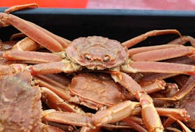 A snow crab from a catch. CONTRIBUTED