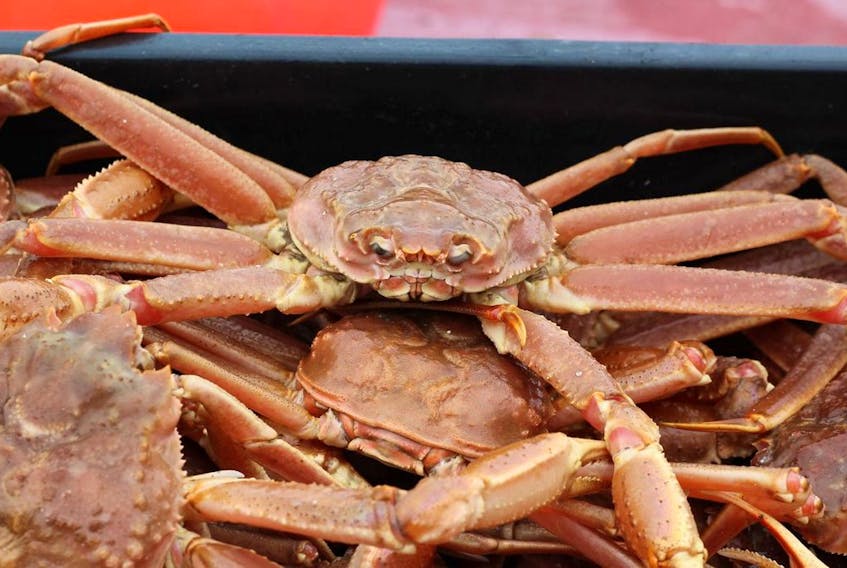 A snow crab from a catch. CONTRIBUTED