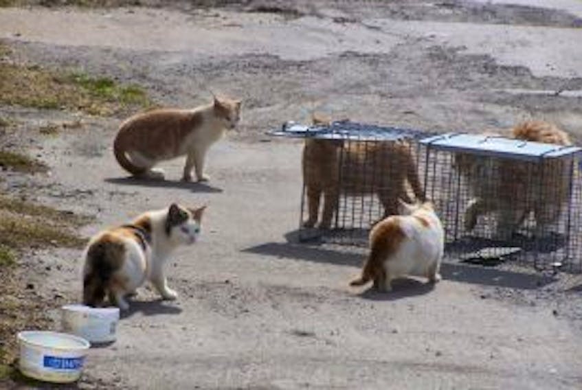 ['The Society for the Friends of Ferals has been trying to help the feral cat situation in Digby County for more than 10 years.']